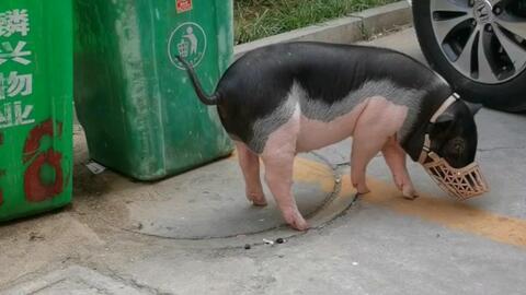 萌宠幼儿园 第一季,欢乐成长记