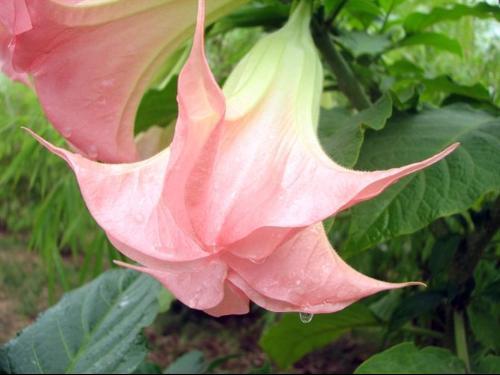 曼陀罗,神秘花语中的心灵之旅